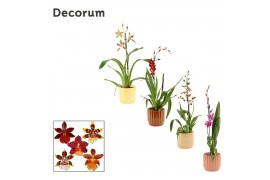 Cambria mix 1 tak in liam nature world decorum