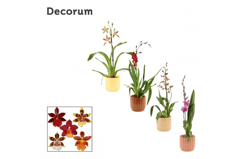 Cambria mix 1 tak in liam nature world decorum 