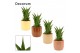 Sansevieria temple crown in liam nature world decorum 