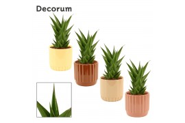 Sansevieria temple crown in liam nature world decorum