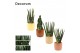 Sansevieria cylindrica mix in liam nature world decorum 