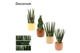 Sansevieria cylindrica mix in liam nature world decorum