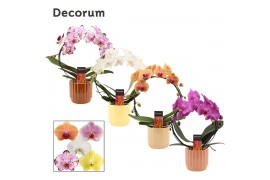 Phalaenopsis mix Boog - 2 tak, 14+ bloem - Liam keramiek - Nature Worl