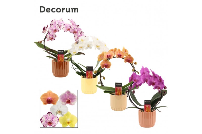 Phalaenopsis mix Boog - 2 tak, 14+ bloem - Liam keramiek - Nature Worl Phalaenopsis mix Boog - 2 tak, 14+ bloem - Liam keramiek - Nature Worl