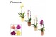 Phalaenopsis mix Cascade - 1 tak, 6+ bloem - Liam keramiek - Nature Wo 