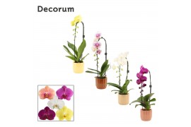 Phalaenopsis mix Cascade - 1 tak, 6+ bloem - Liam keramiek - Nature Wo