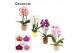 Phalaenopsis mix Phalaenopsis cascade 2 tak mix in Liam (Nature world  