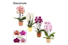 Phalaenopsis mix Phalaenopsis cascade 2 tak mix in Liam (Nature world 