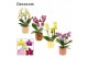 Phalaenopsis multiflora mix Phalaenopsis dazzling melange 3-4 tak in L 