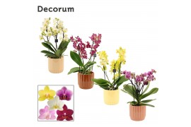 Phalaenopsis multiflora mix Phalaenopsis dazzling melange 3-4 tak in L