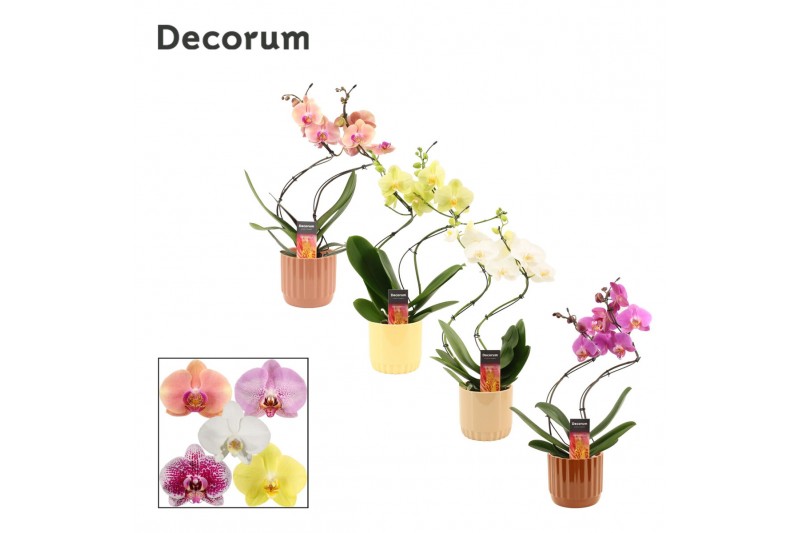 Phalaenopsis mix Phalaenopsis hurricane mix in Liam (Nature world-coll Phalaenopsis mix Phalaenopsis hurricane mix in Liam (Nature world-coll