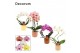 Phalaenopsis mix Phalaenopsis vormen mix 2 tak in Liam (Nature world-c 