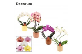 Phalaenopsis mix Phalaenopsis vormen mix 2 tak in Liam (Nature world-c