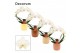 Phalaenopsis wit Phalaenopsis boog wit in Liam (Nature world-collectio 