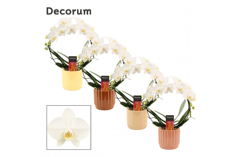 Phalaenopsis wit Phalaenopsis boog wit in Liam (Nature world-collectio Phalaenopsis wit Phalaenopsis boog wit in Liam (Nature world-collectio