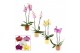Phalaenopsis mix 2 tak, 14+ bloem - Liam keramiek - Nature World 