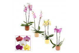 Phalaenopsis mix 2 tak, 14+ bloem - Liam keramiek - Nature World