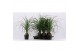 Beaucarnea recurvata Beaucarnea bol 14 cm (1 kop) 