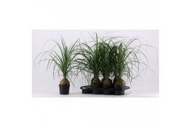 Beaucarnea recurvata Beaucarnea bol 14 cm (1 kop)