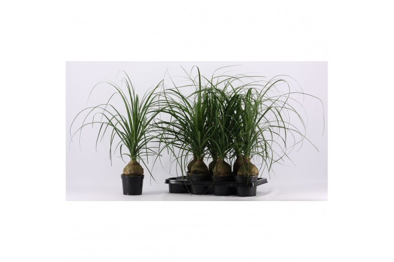 Beaucarnea recurvata Beaucarnea bol 14 cm (1 kop) 