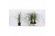 Beaucarnea recurvata Beaucarnea bol 14 cm (1 kop) 