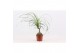 Beaucarnea recurvata bol 1 kop 