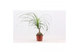 Beaucarnea recurvata bol 1 kop