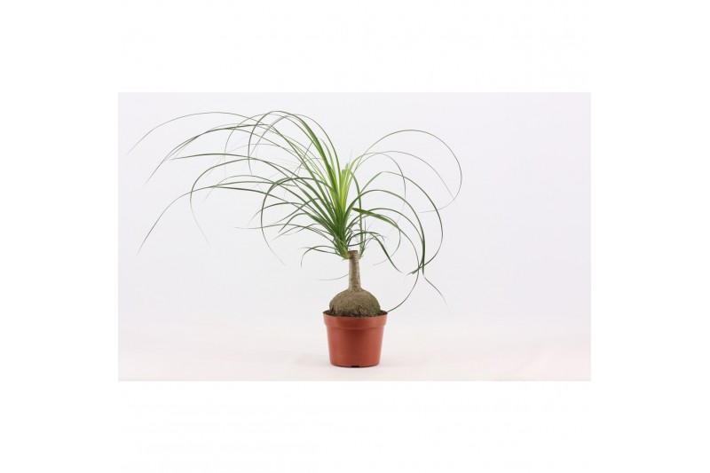 Beaucarnea recurvata bol 1 kop 