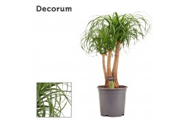 Beaucarnea recurvata vertakt decorum