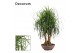 Beaucarnea recurvata vertakt decorum 