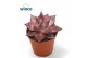 Echeveria taurus 