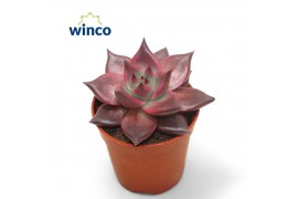 Echeveria taurus