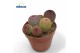 Echinocactus Echinocereus rubrispinus (group) 