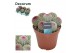 Echinocactus Echinocereus rubrispinus (group) 