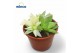 Haworthia Variagata 