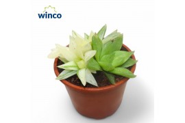 Haworthia Variagata