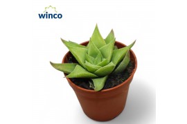 Haworthia Baylissii