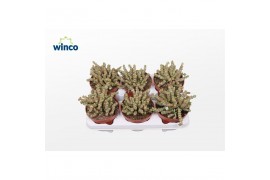 Crassula marnieriana Crassula Marneriana (red)
