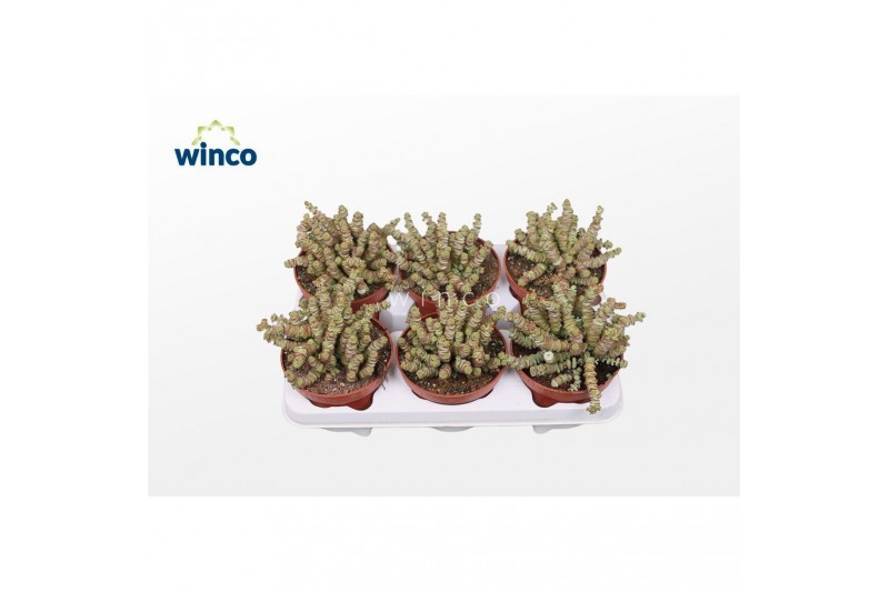 Crassula marnieriana Crassula Marneriana (red) Crassula marnieriana Crassula Marneriana (red)