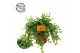 Peperomia rotundifolia rondo venetiano 