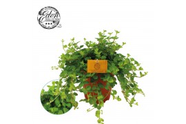 Peperomia rotundifolia rondo venetiano
