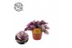 Tradescantia albiflora nanouk 