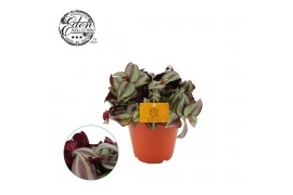 Tradescantia zebrina purpusii
