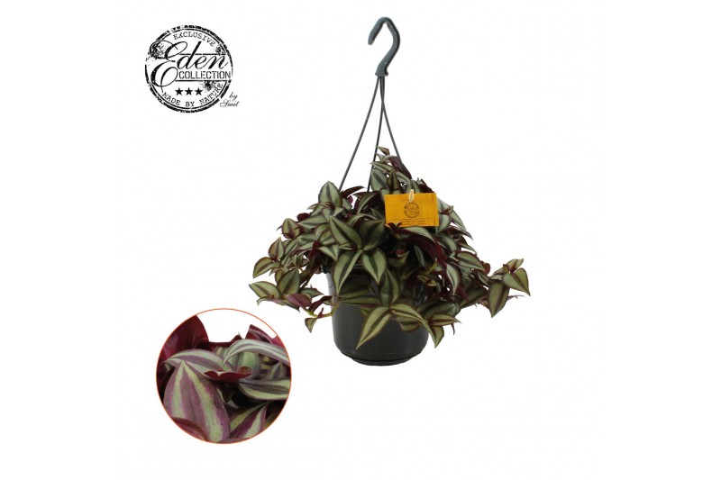Tradescantia zebrina purpusii hp 