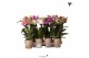 Phalaenopsis mix multiflora 2 tak 30cm 