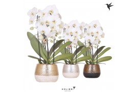 Phalaenopsis elegant cascade 3 tak niagara fall wit in elite pot mix k