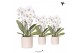 Phalaenopsis elegant cascade Kolibri Orchids Niagara fall wit 3 tak in 