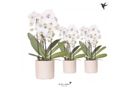 Phalaenopsis elegant cascade Kolibri Orchids Niagara fall wit 3 tak in