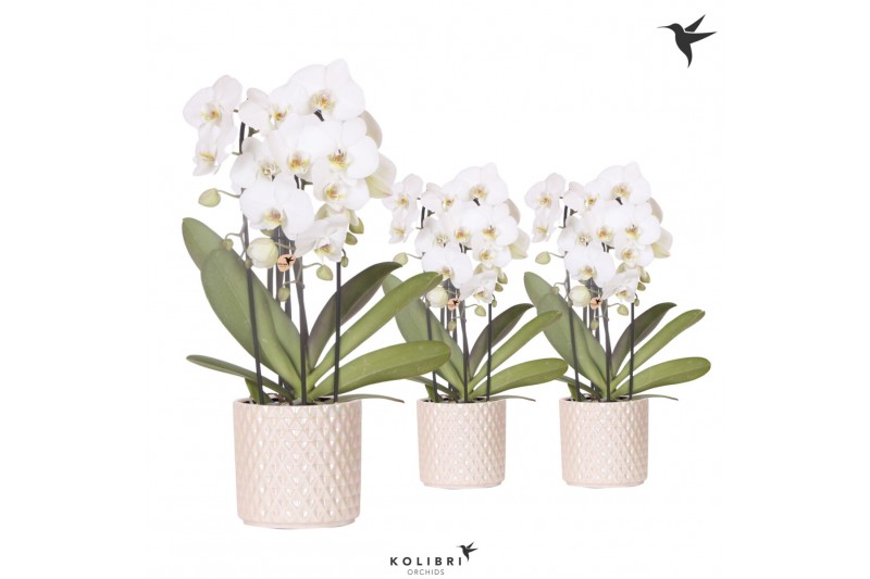 Phalaenopsis elegant cascade Kolibri Orchids Niagara fall wit 3 tak in Phalaenopsis elegant cascade Kolibri Orchids Niagara fall wit 3 tak in