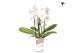 Phalaenopsis elegant cascade 3 tak niagara fall wit kolibri orchids 